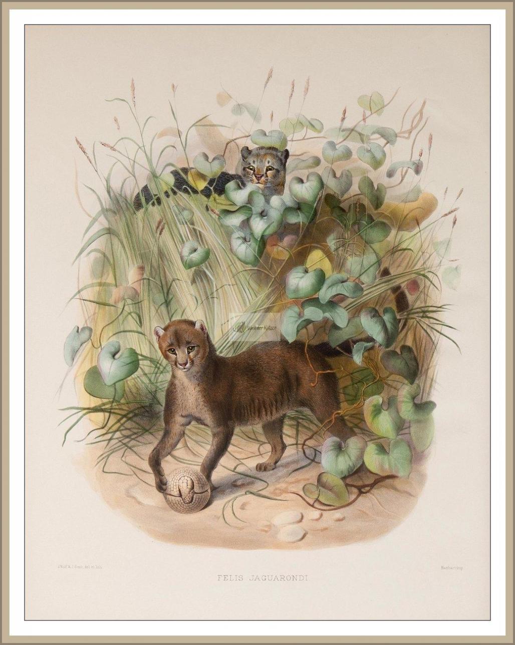 Jaguarundi