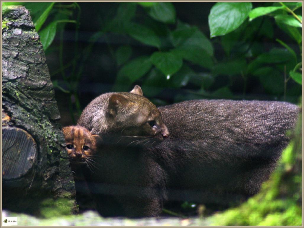 Jaguarundi