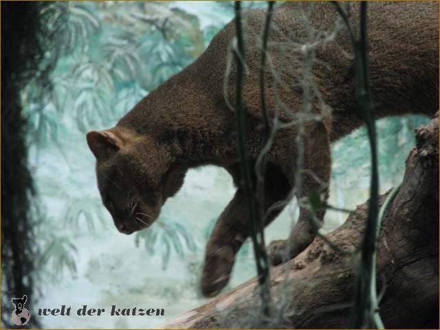 Jaguarundi Jaguarundi