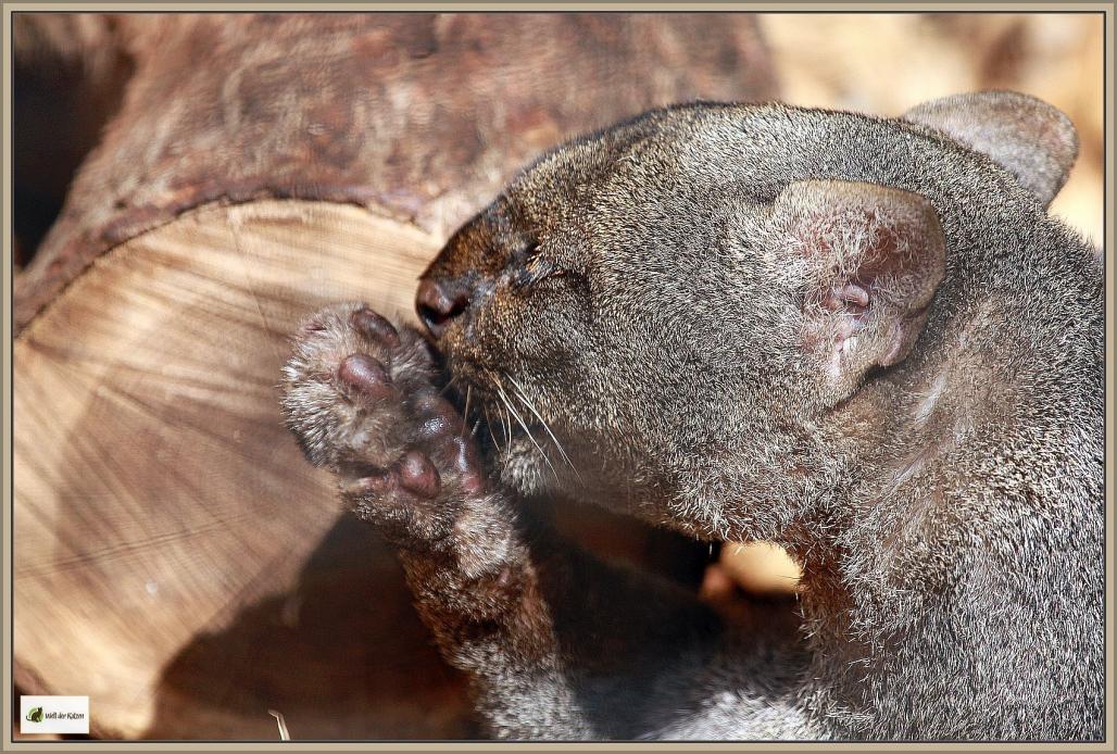 Jaguarundi