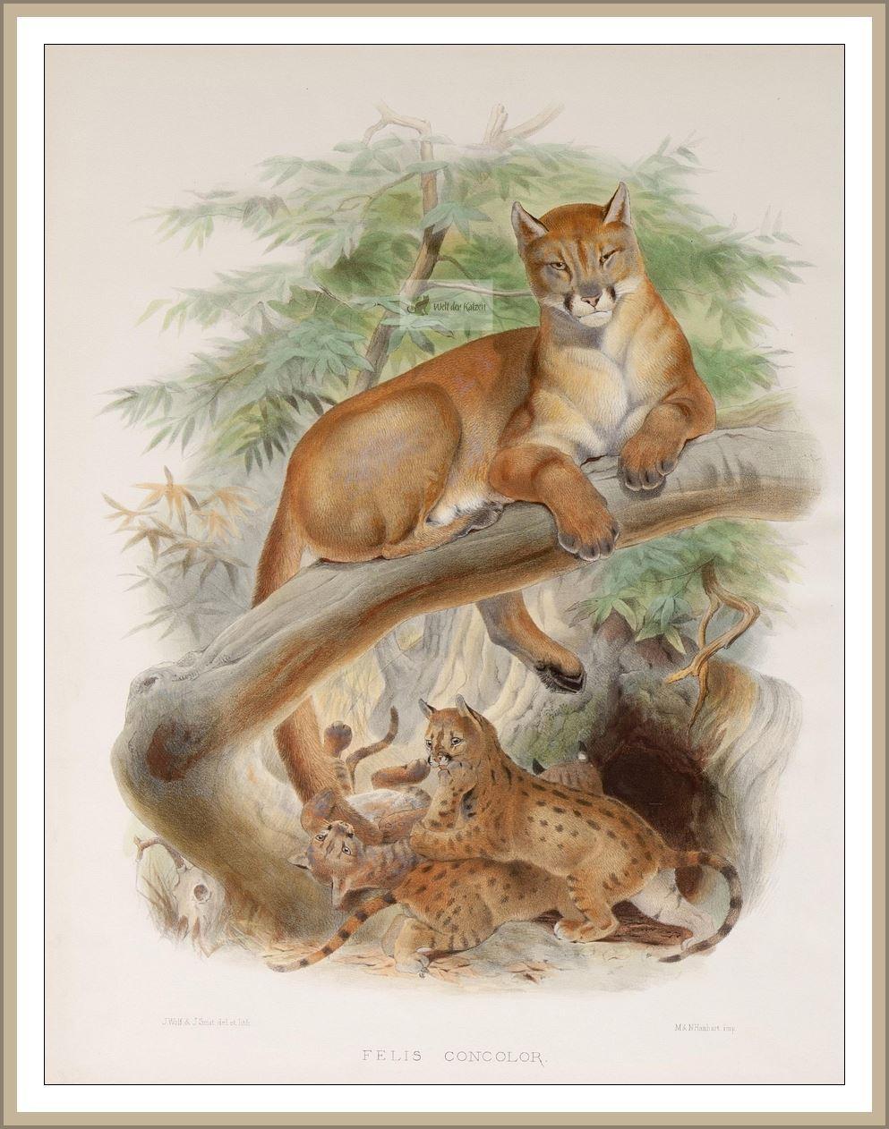Puma