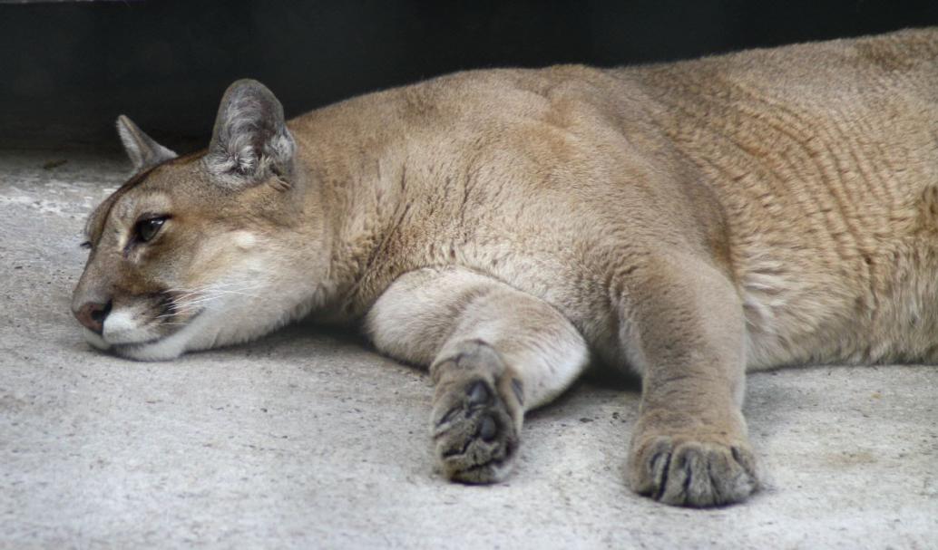 Puma