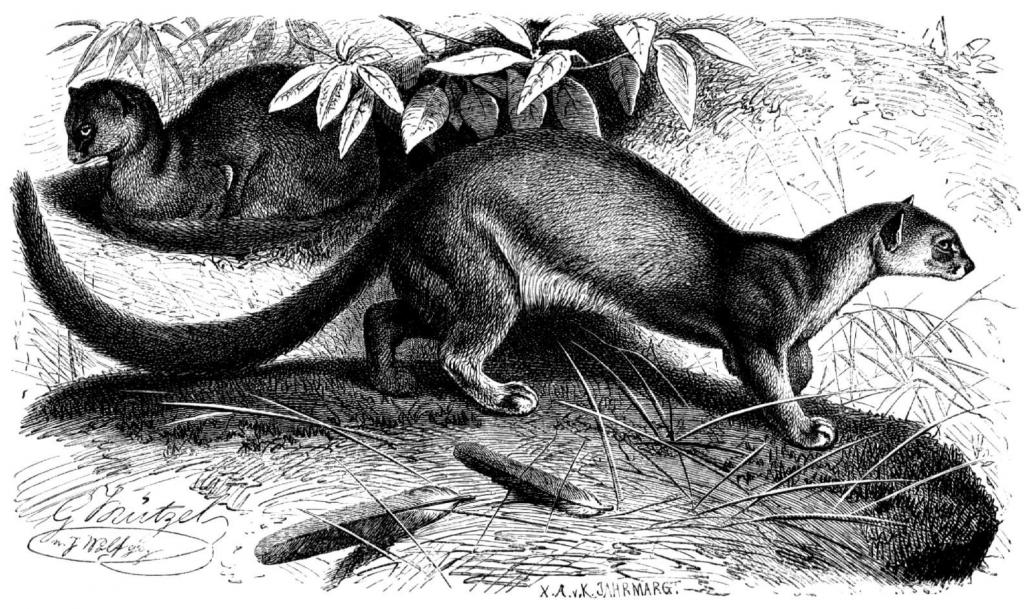 Puma