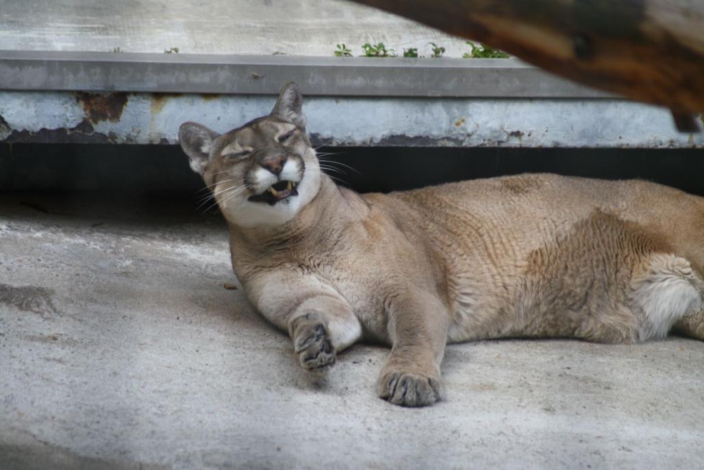 Puma