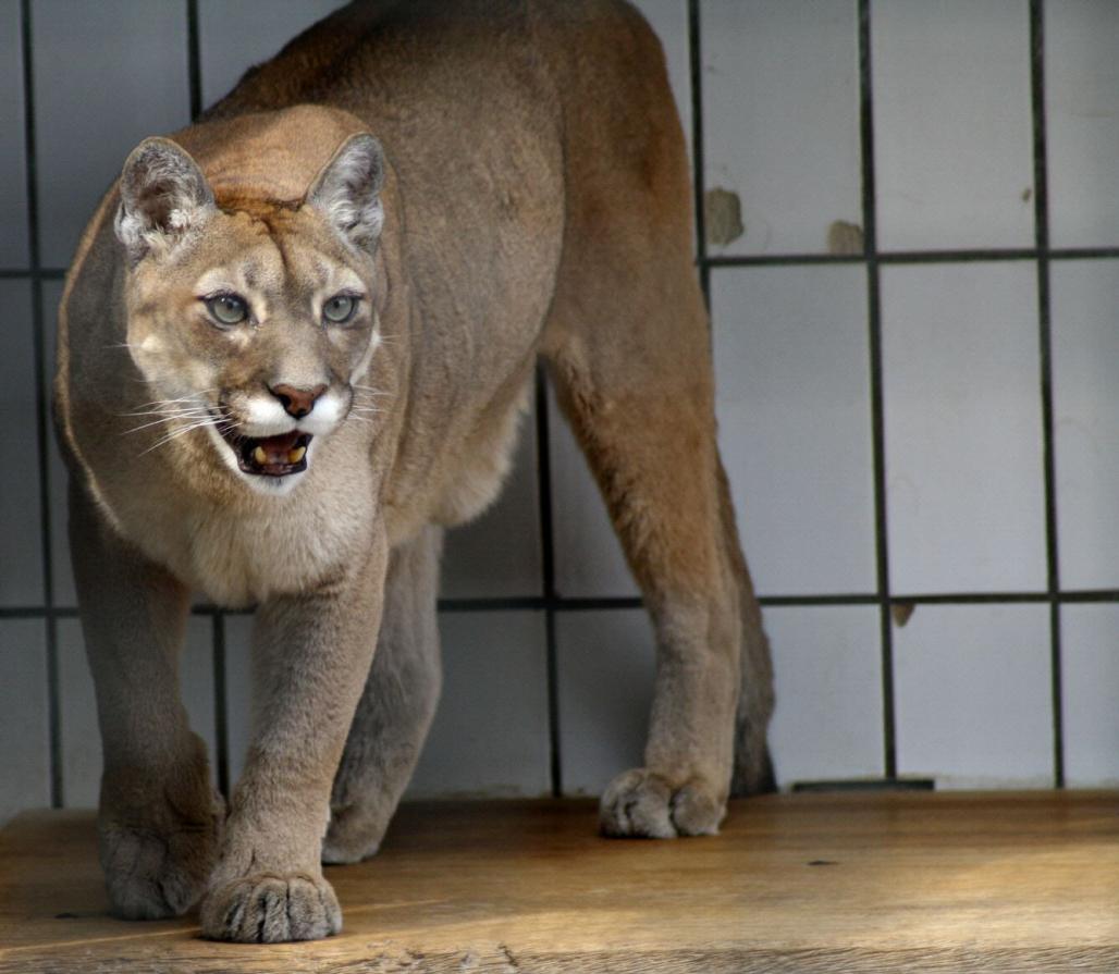 Puma