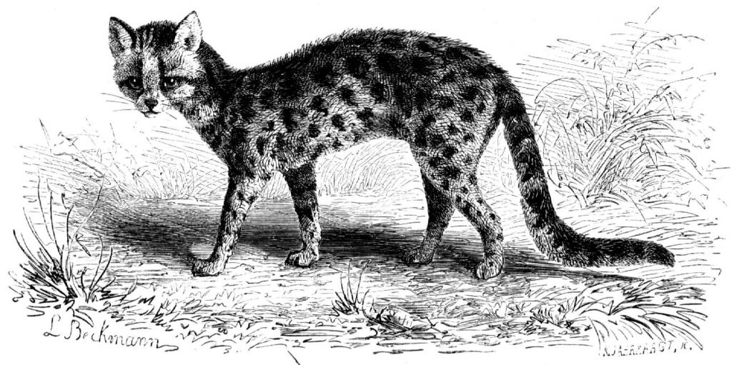 Langschwanzkatze
