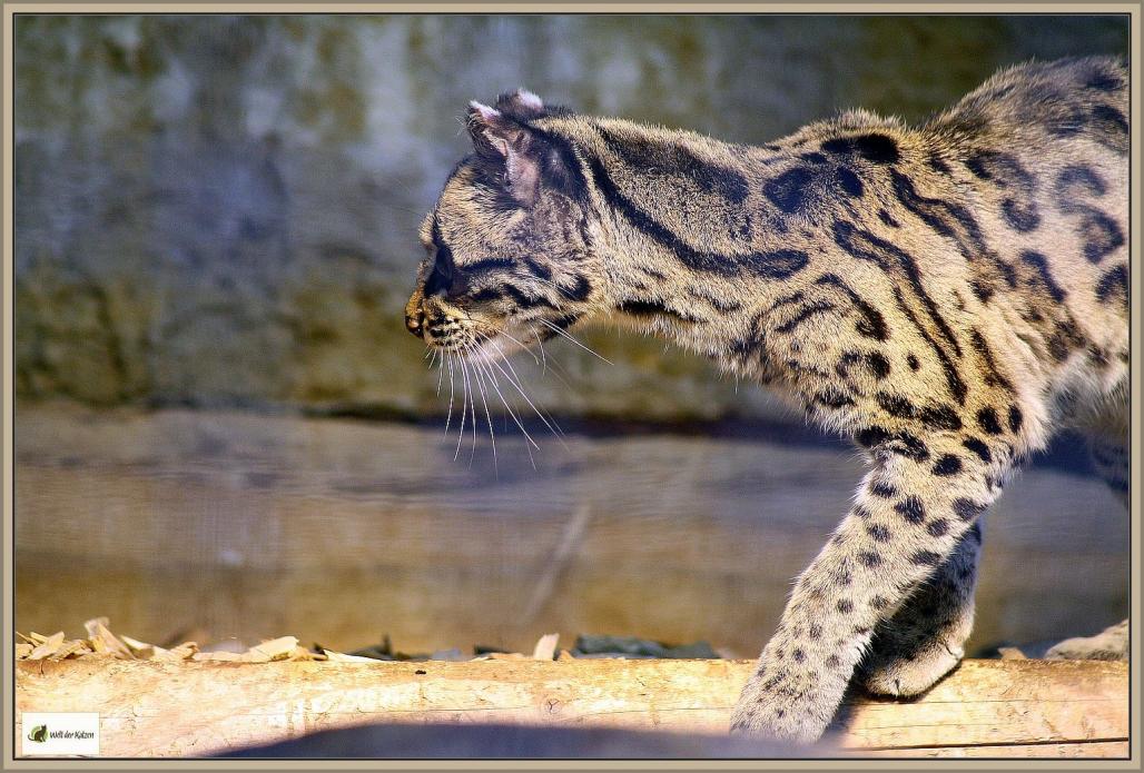 Margay