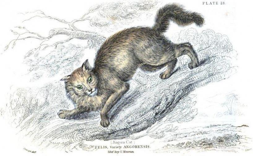 Angorakatze