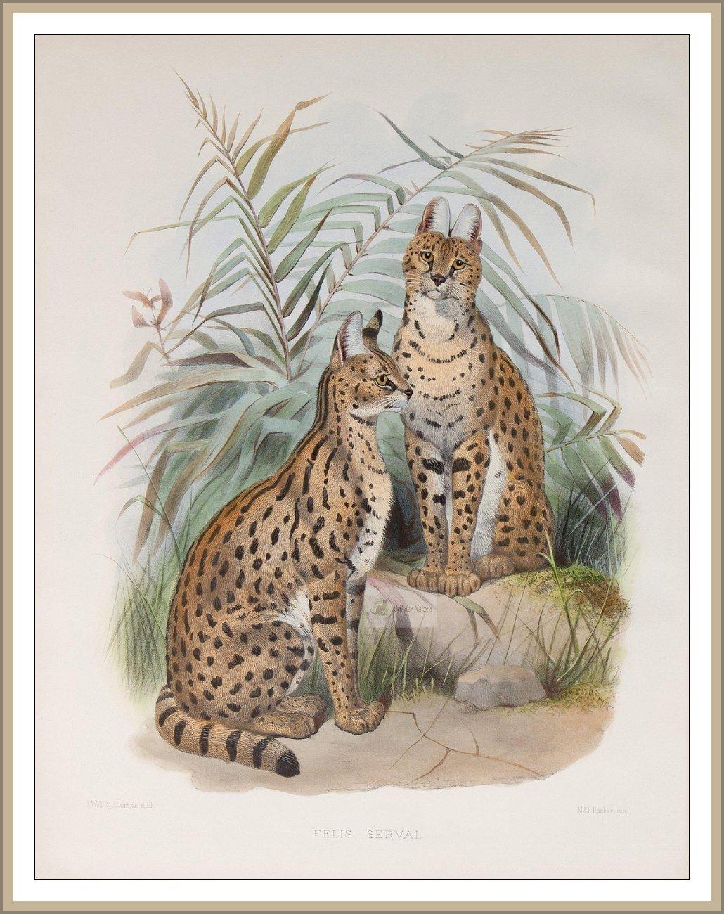 Serval