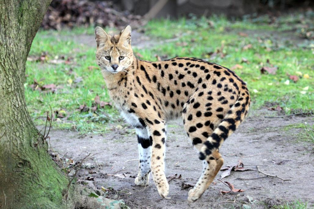 Serval