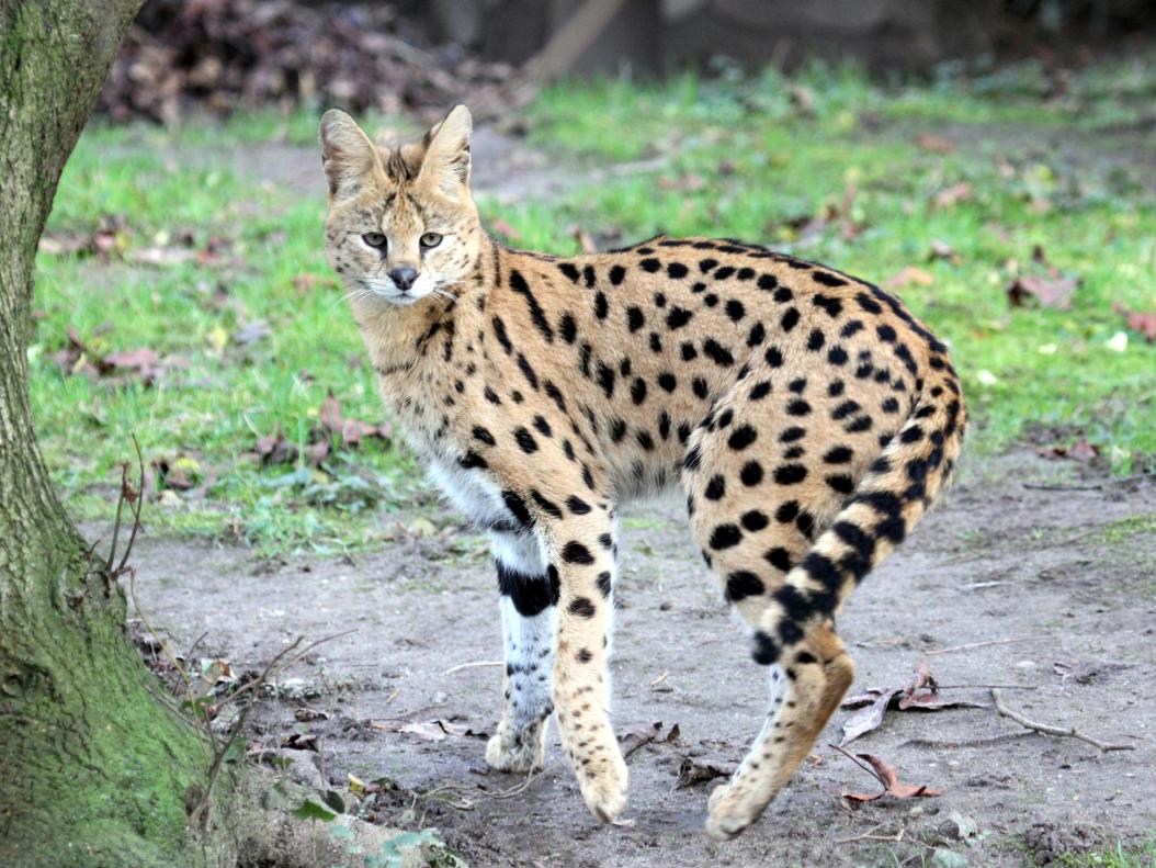 Serval (Leptailurus serval)