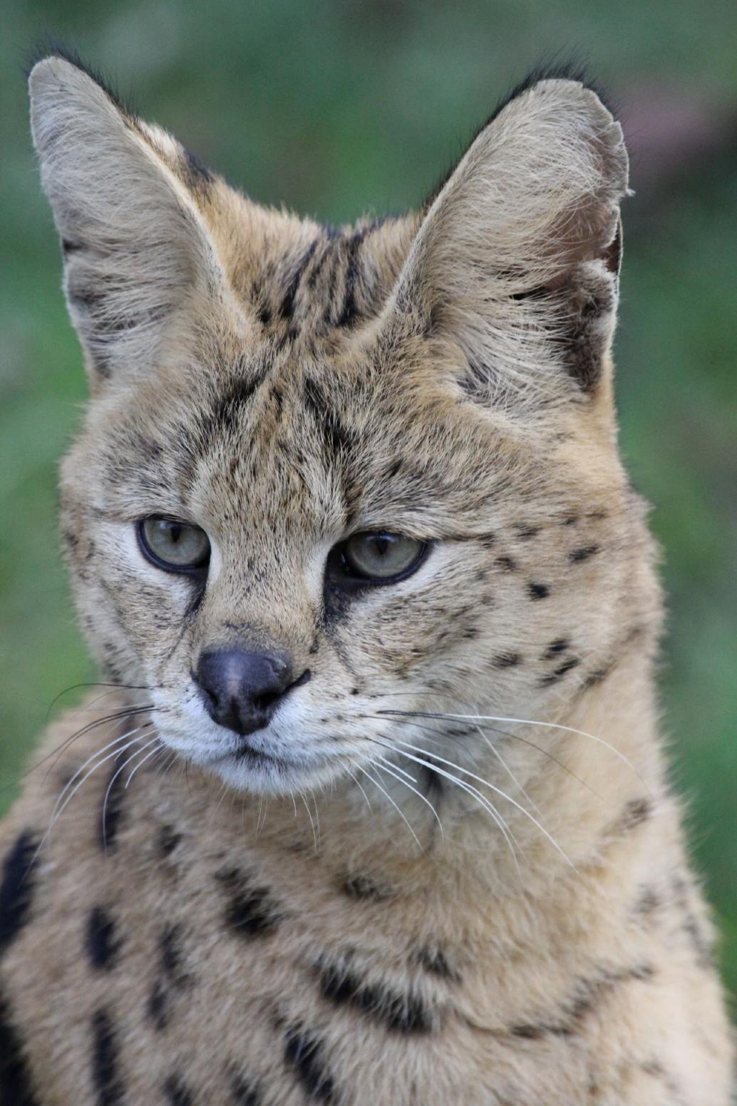 Serval