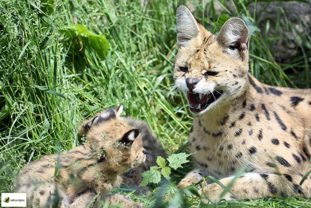 Serval