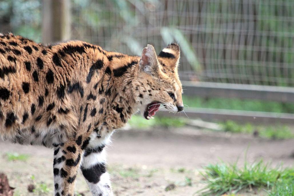 Serval
