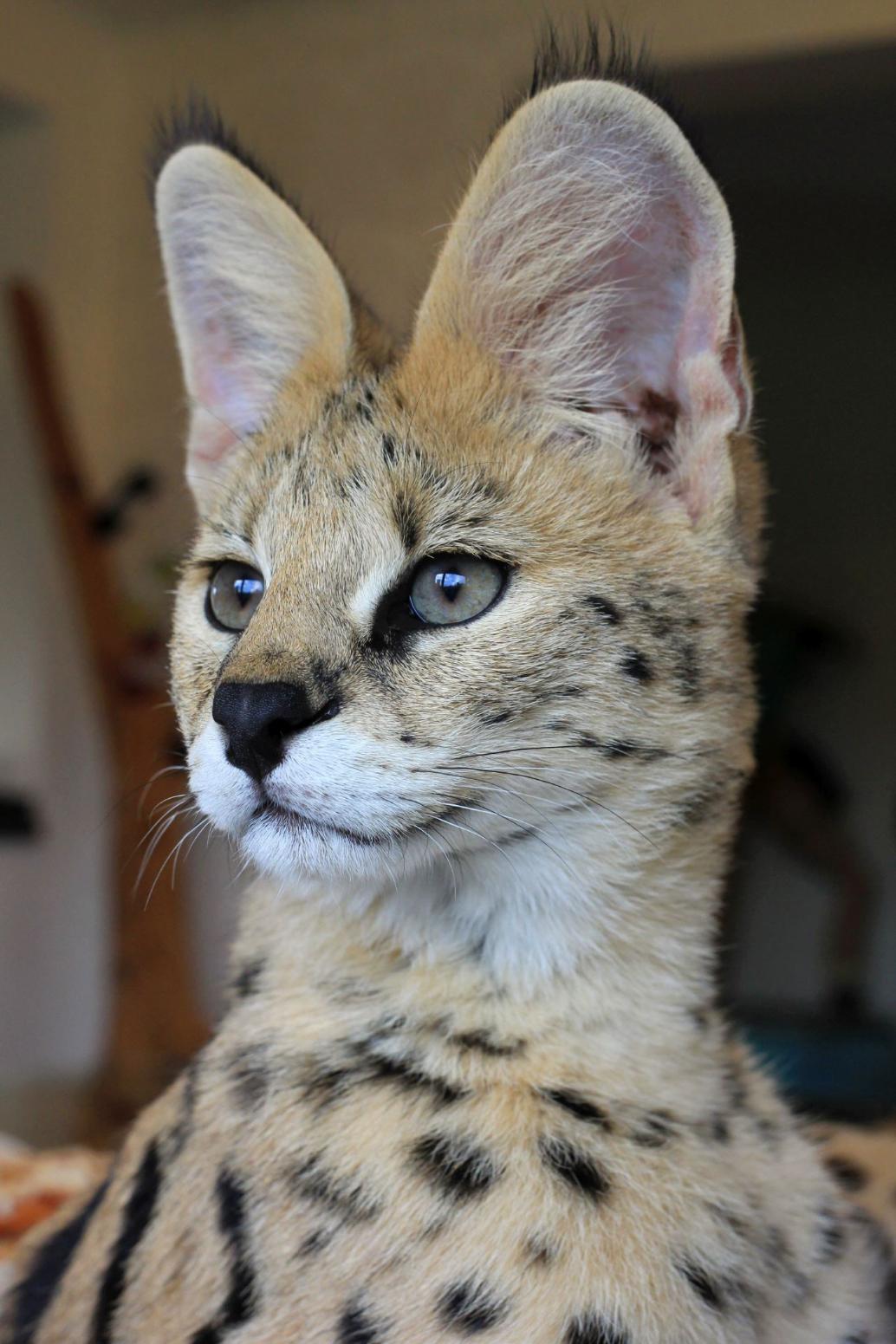 Serval