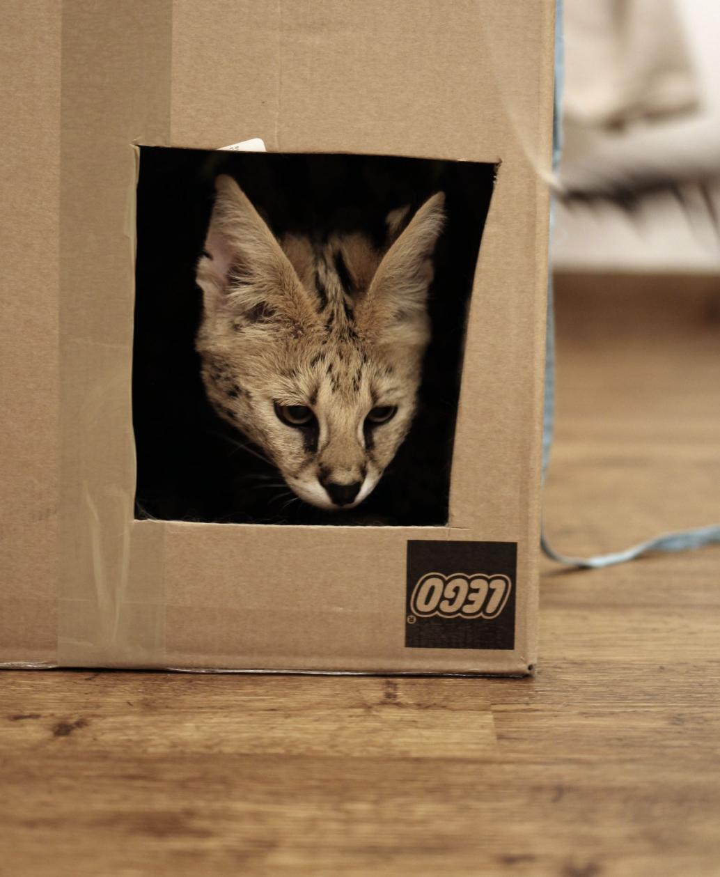 Serval