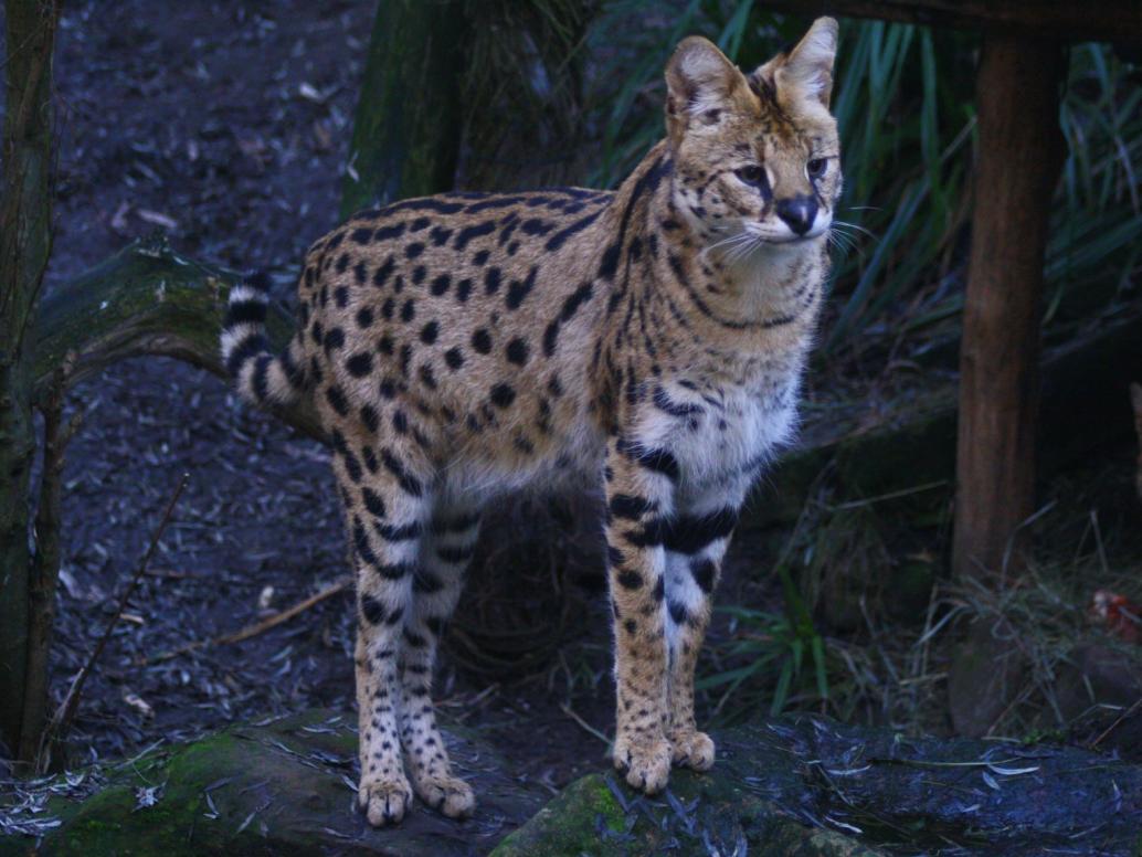Serval