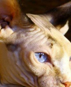 Kanadische Sphynx