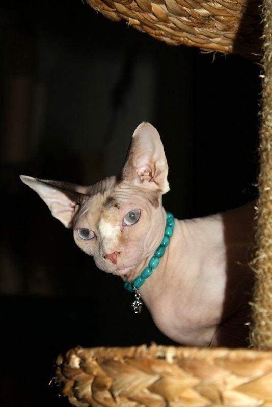 Canadian Sphynx