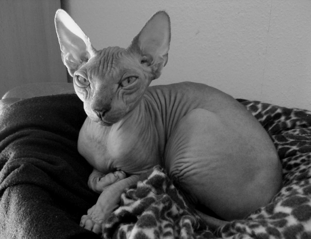 Canadian Sphynx