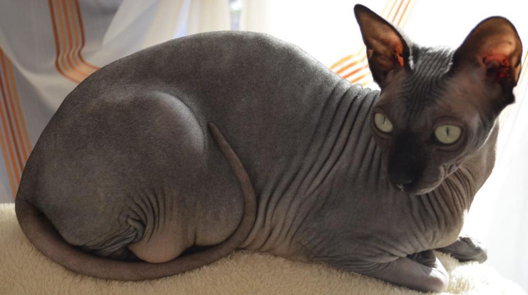 Canadian Sphynx