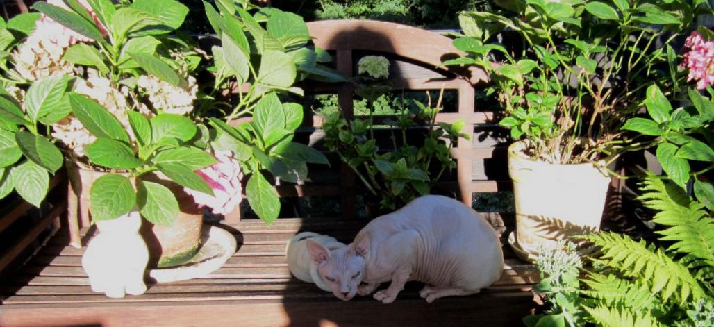 Sphynx