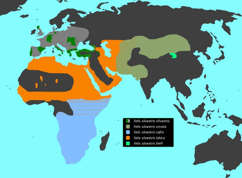 Verbreitung der Wildkatze