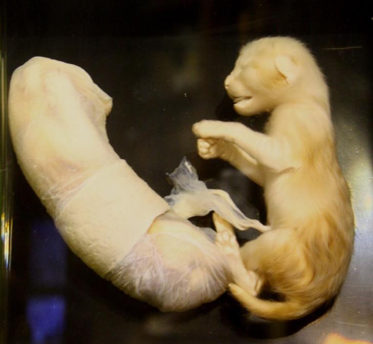 Entwicklungsschritte der Katze
