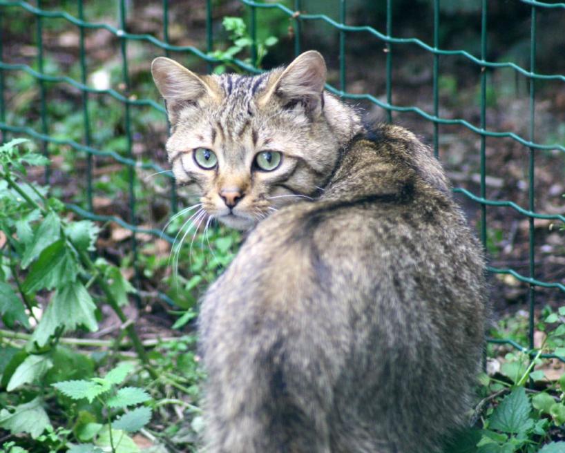 Wildkatze
