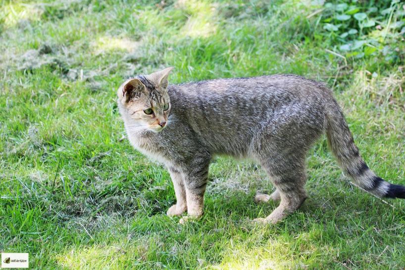 Wildkatze