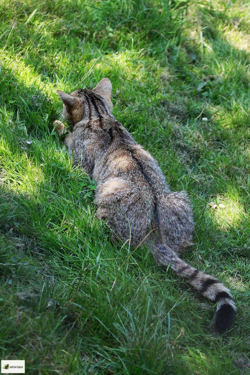 Wildkatze