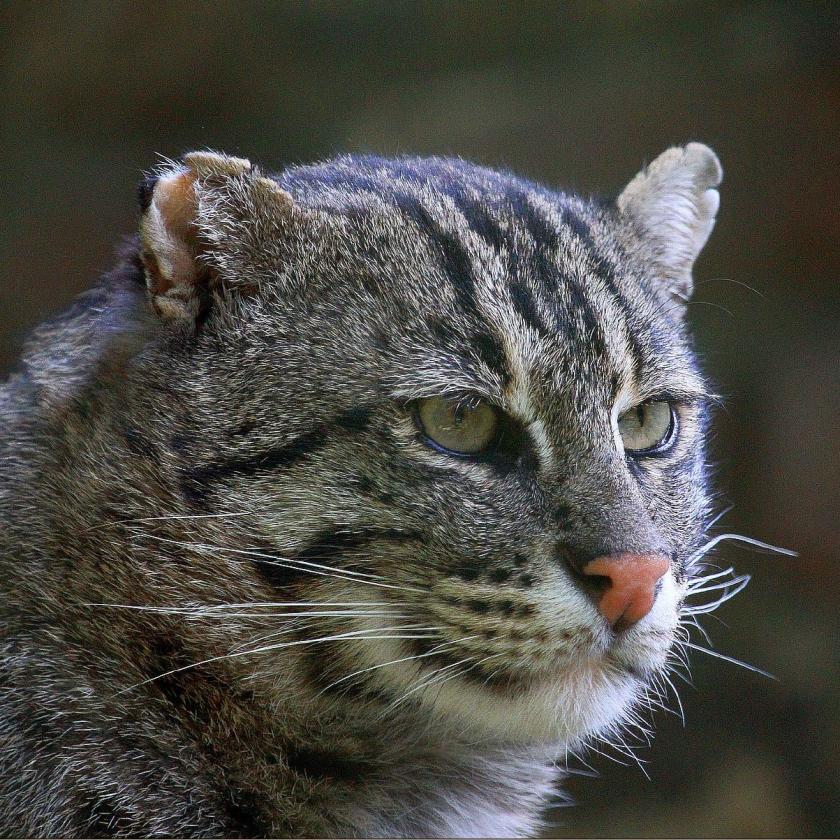 Fischkatze