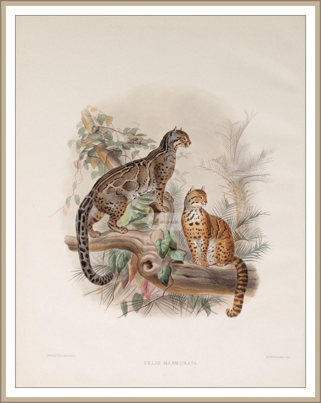 Marmorkatze, marbled cat