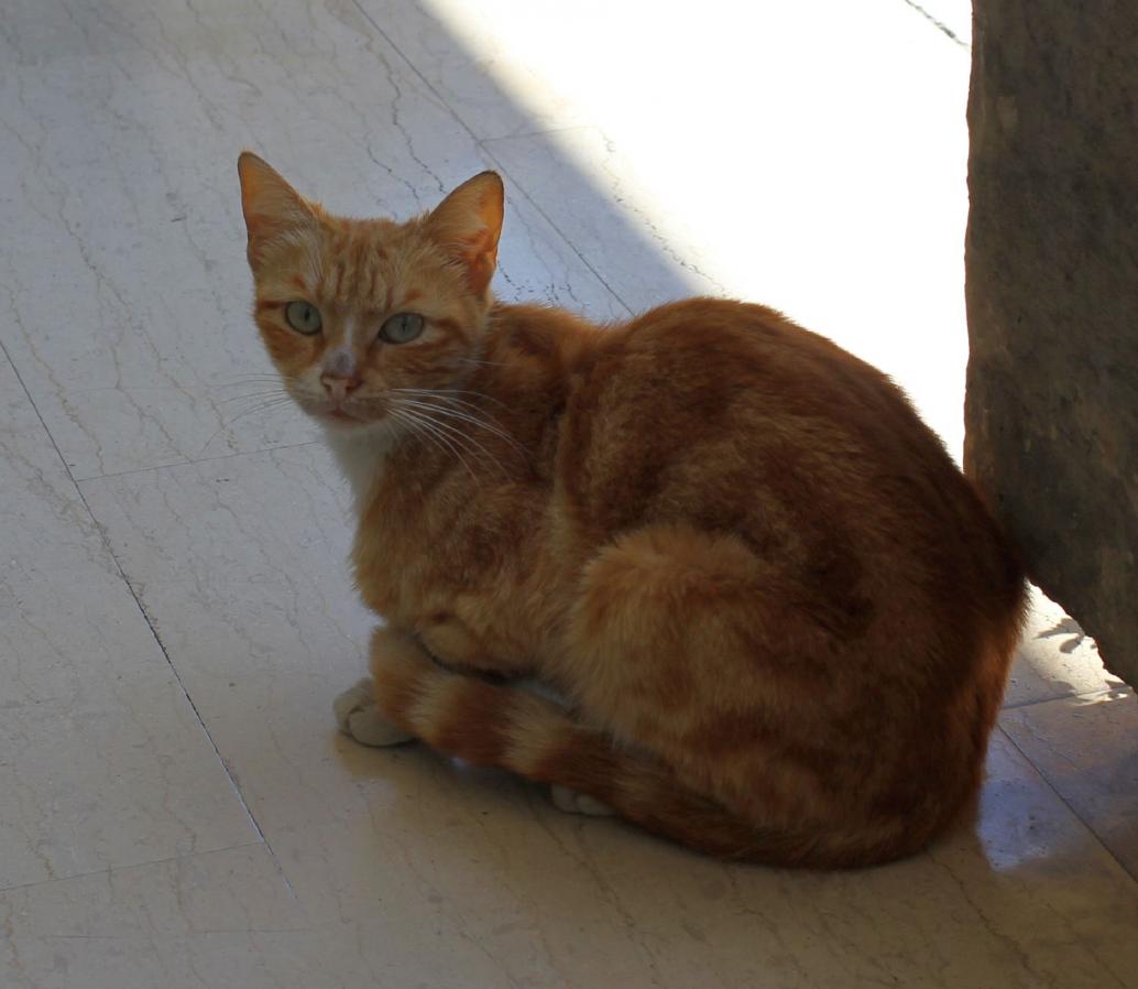 Zypernkatze? 