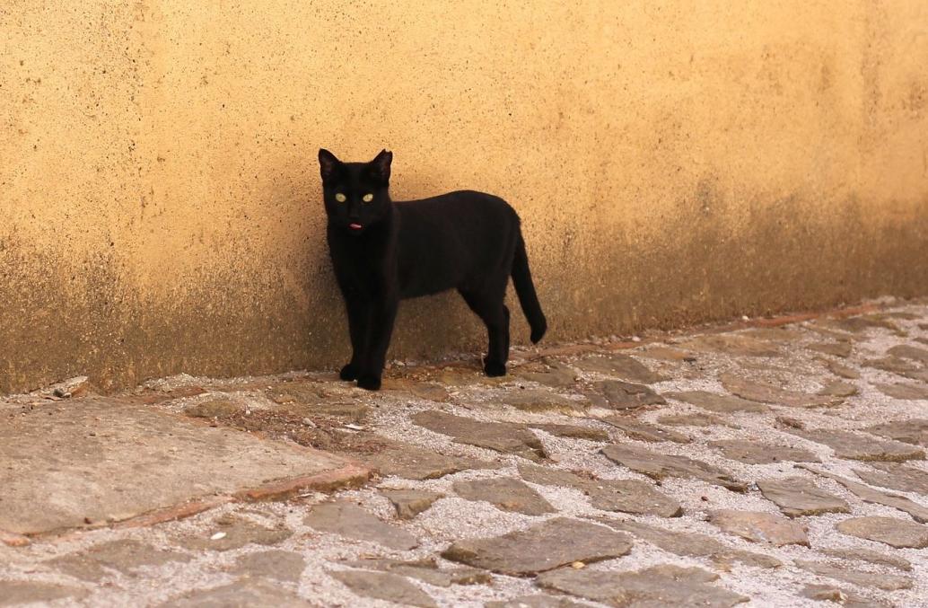 Schwarze Katze