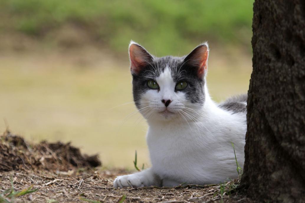 Hauskatze in Cadiz
