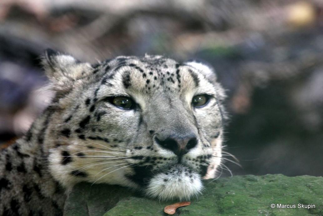 Schneeleopard