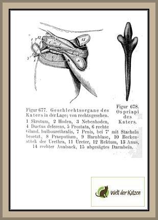 Geschlechtsorgane des Katers