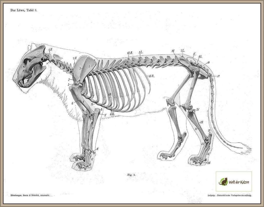 Anatomie Löwe