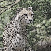 Krafttier Gepard