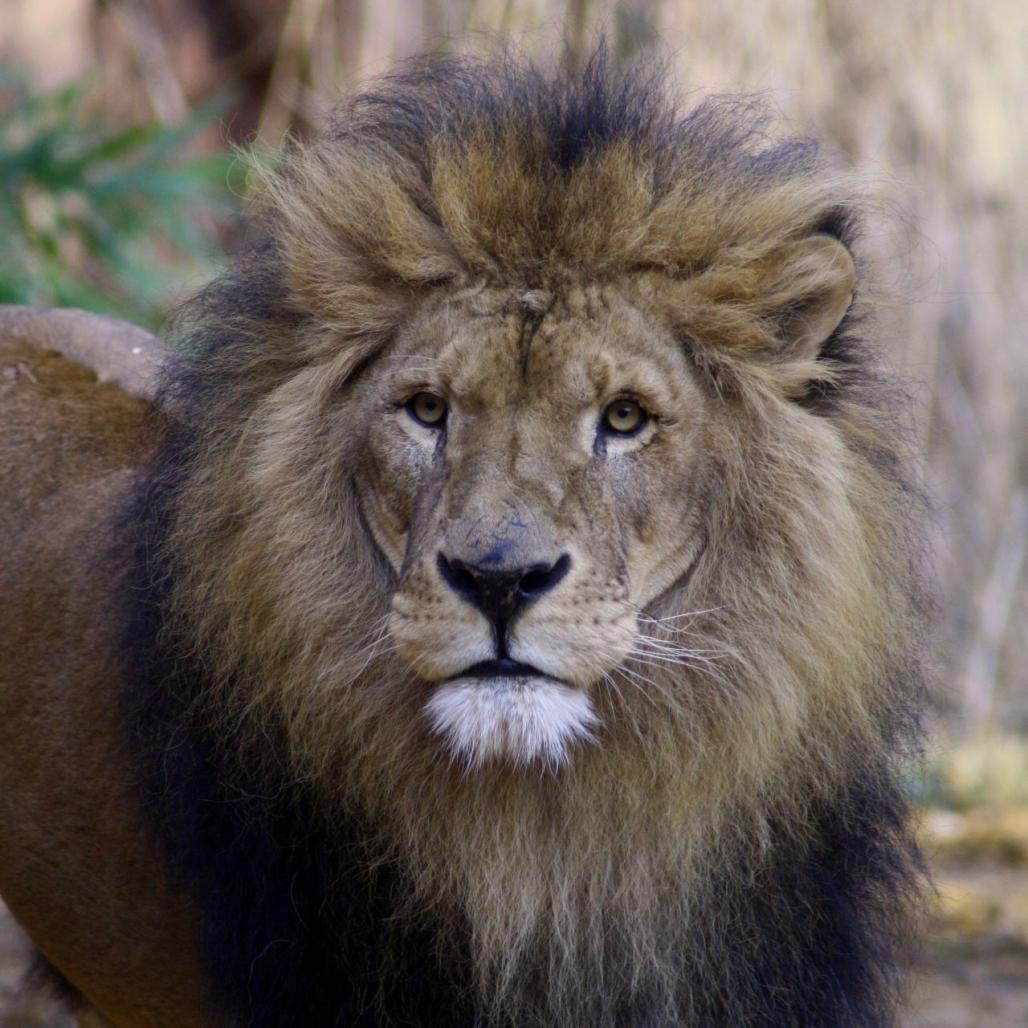 Löwe