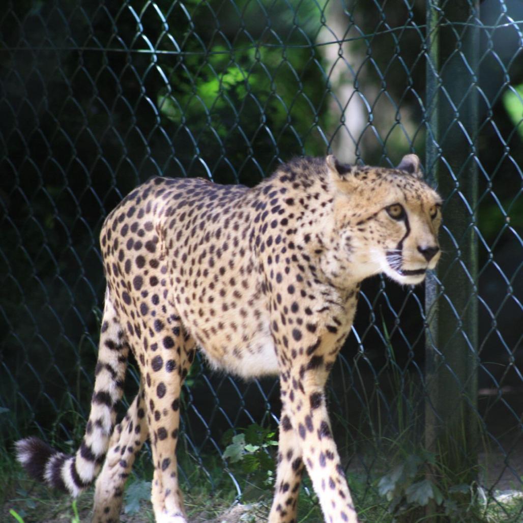 Gepard (Q)