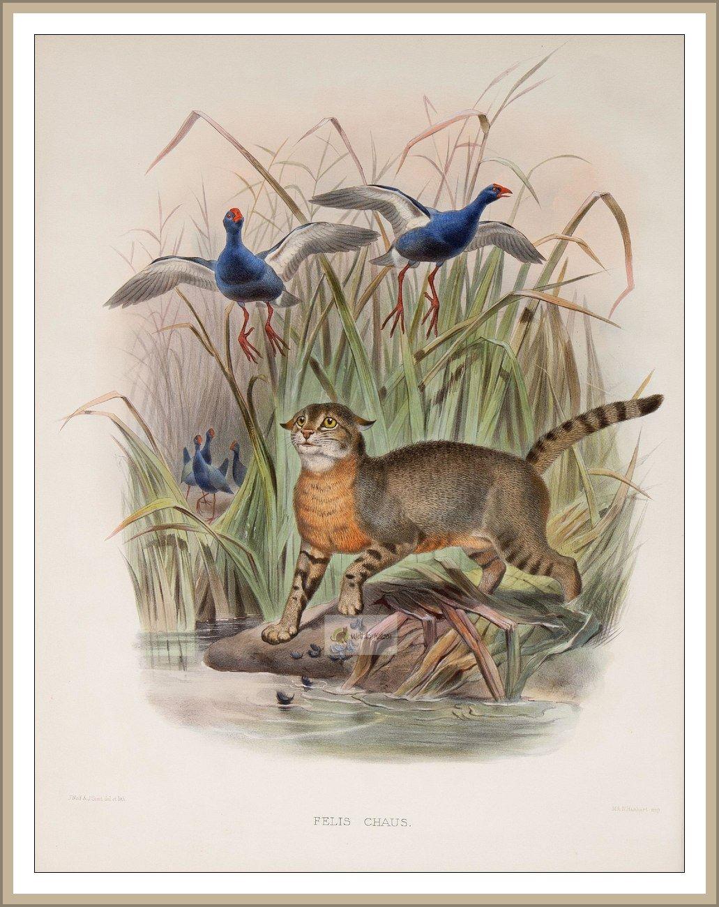 Rohrkatze