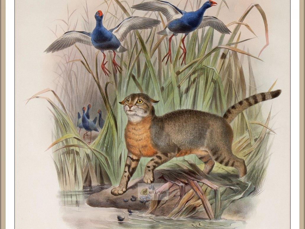 Rohrkatze (Felis chaus)