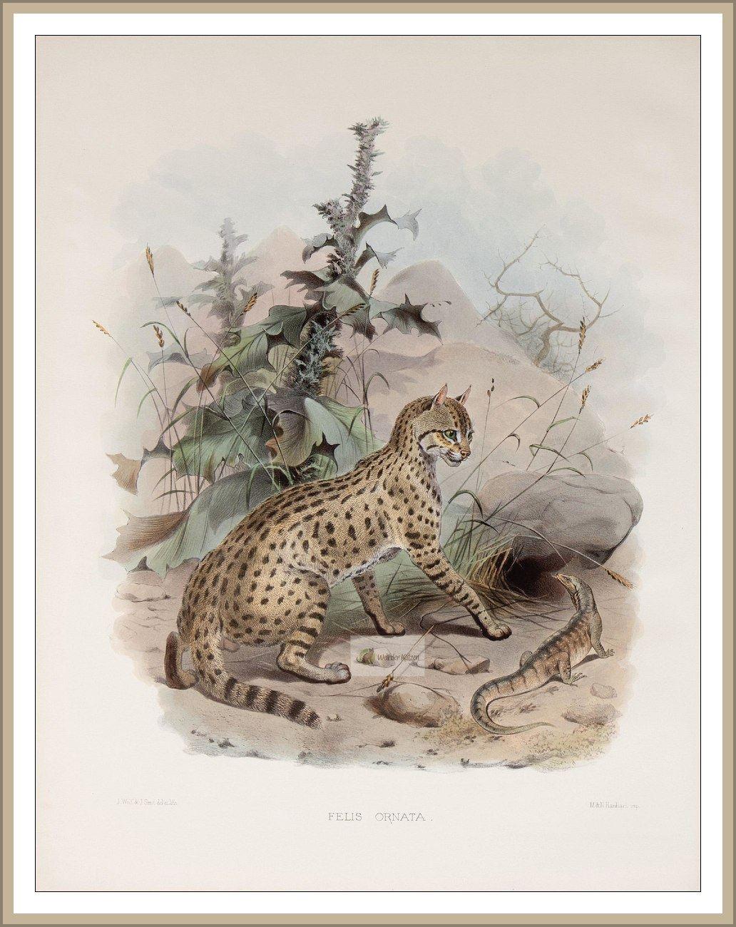 Steppenkatze