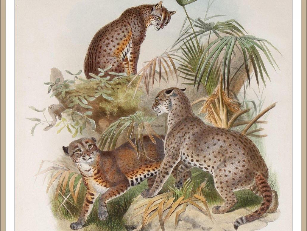 Afrikanische Goldkatze (Caracal aurata)