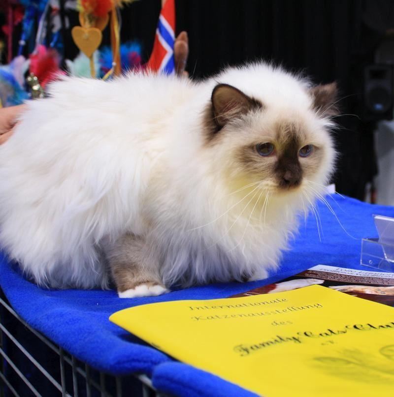 Birmakatze auf einer Ausstellung