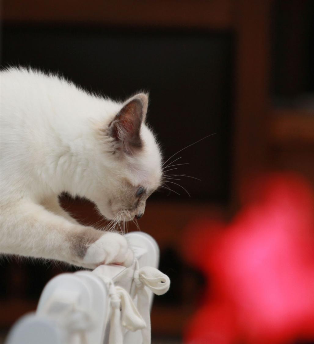 Vibrissen einer Hl. Birmakatze