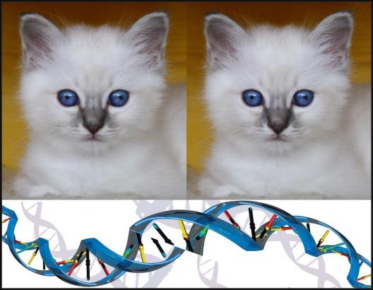 identic cats