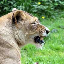 L&ouml;we, Tiger & Co